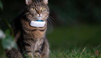 Beste kattenbandje met GPS
