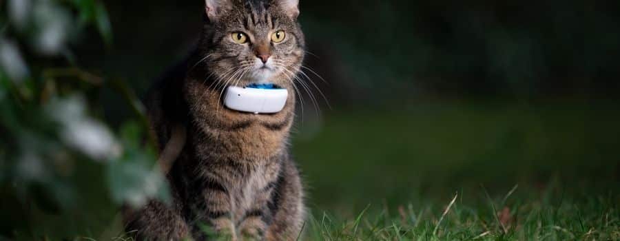 Beste kattenbandje met GPS