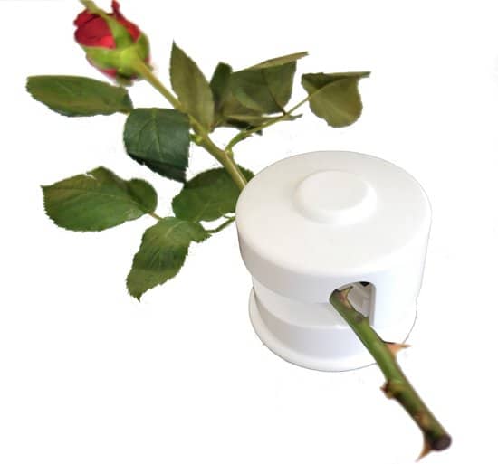 bloemensnijder rositta wit verjaardag vrouw cadeau moederdag