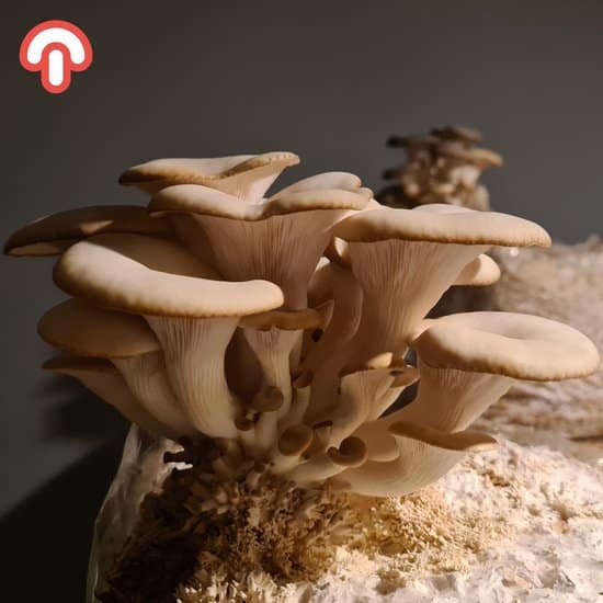 oesterzwam kweekset xl kant en klaar zelf paddenstoelen kweken