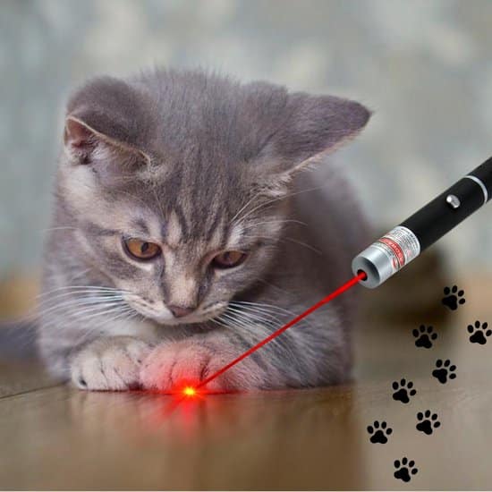 katten laser dierenwinkel nederland