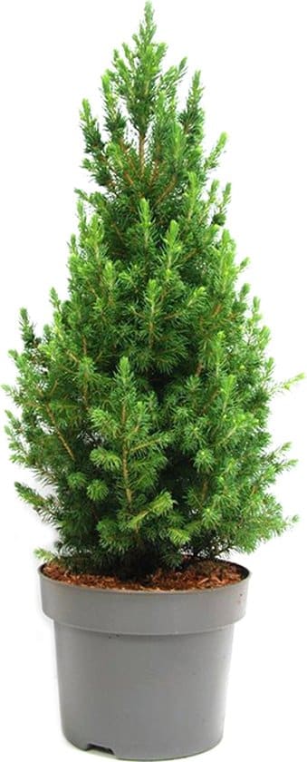 mini kerstboom picea glauca conica perfecta ca 65 cm hoog potmaat 19 cm